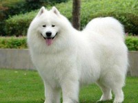 通富微电，2020年目标价分析与投资展望