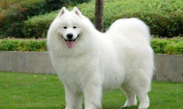 通富微电,2020年目标价分析与投资展望 通富微电,2020年目标价分析与投资展望